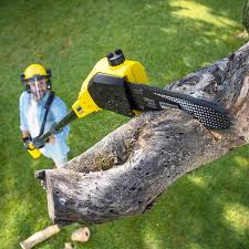 Best Stump Grinding and Removal  in Auburn, CA